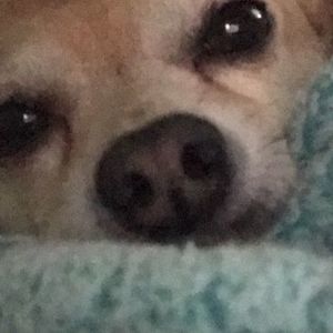 Meet your Posher, Devin